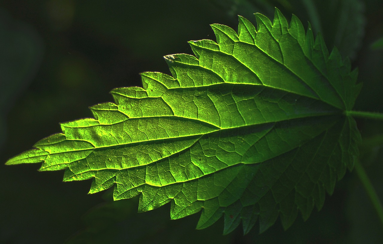 5 stinging nettle benefits for your health Rejuvenated